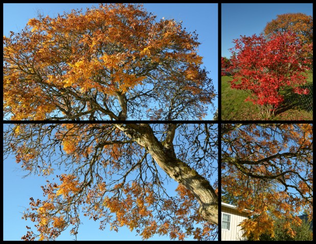 2013-10-19 Fall-girls