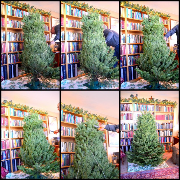 2013-12-10 Mystery Tree 2013