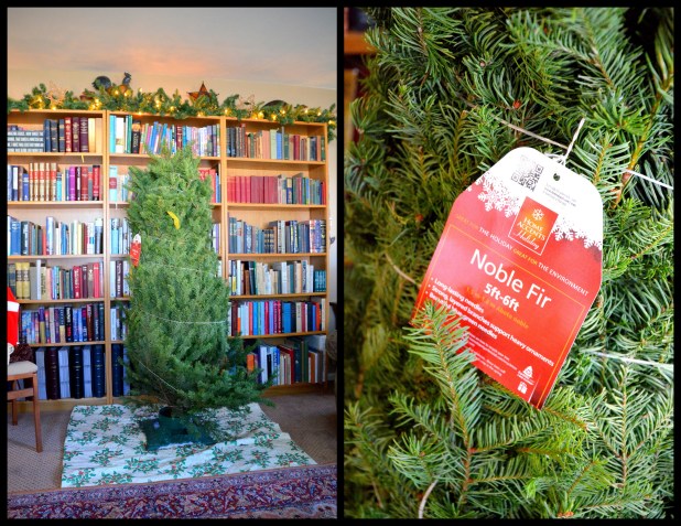 2013-12-10 Mystery Tree 20131