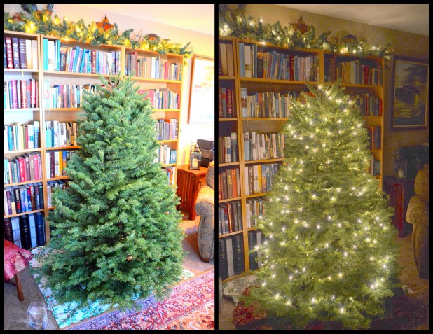 2013-12-10 Mystery Tree 20132