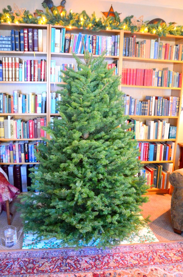 Mystery Tree 2013 010