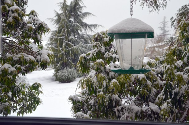 Vancouver & Snow 075