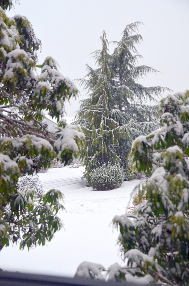 Vancouver & Snow 077