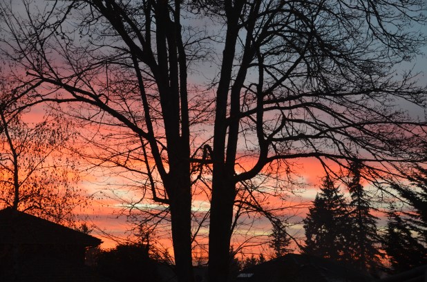 xmas cookie-sunrise 017