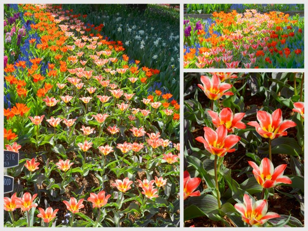 2014-04-07 Tulips2