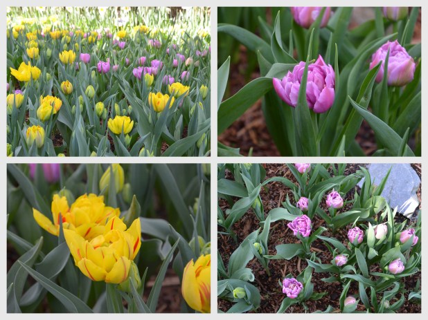 2014-04-07 Tulips5