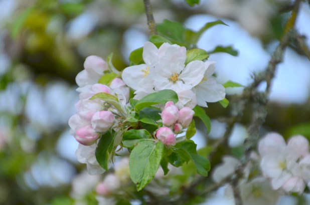 Apple Blossoms 003