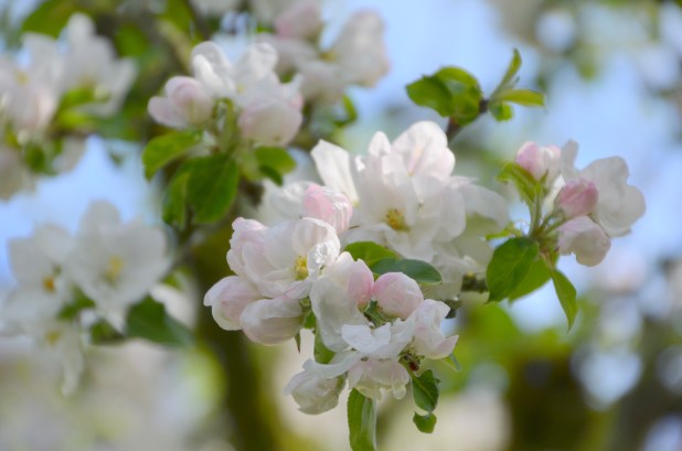 Apple Blossoms 013