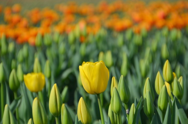 Tulips 029