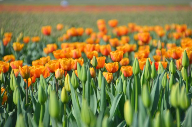 Tulips 031