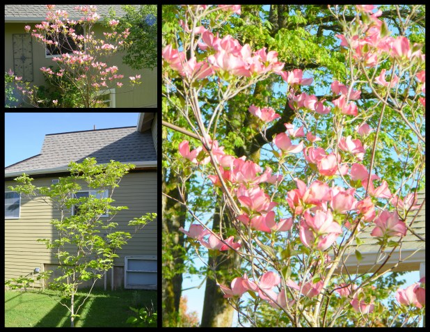 2014-05-22 May Yard Greg