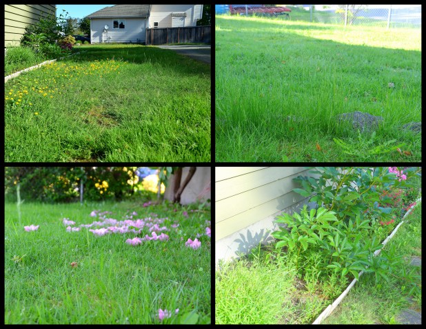 2014-05-22 overgrown yard