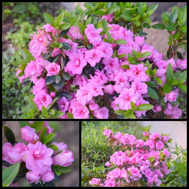 2014-05-22 overgrown yard1