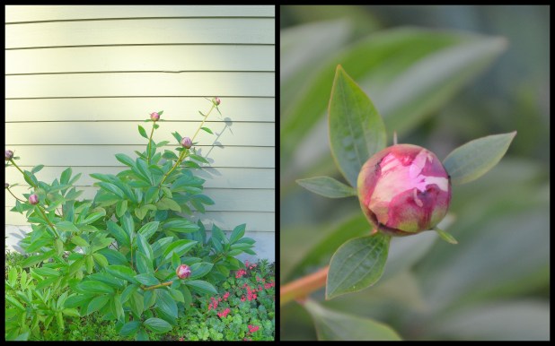 2014-05-22 overgrown yard2