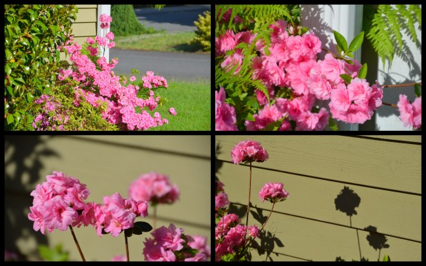 2014-05-22 overgrown yard3