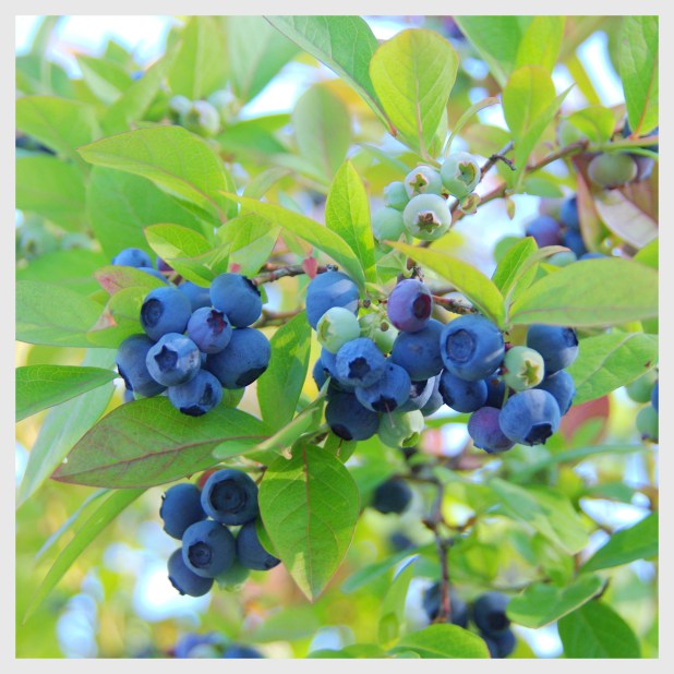 2011-08-24 California 2011