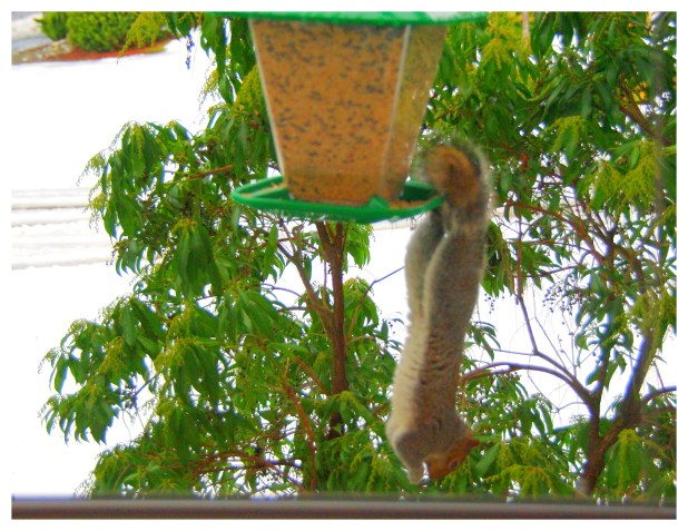 2012-01-21 Pesky Squirrel