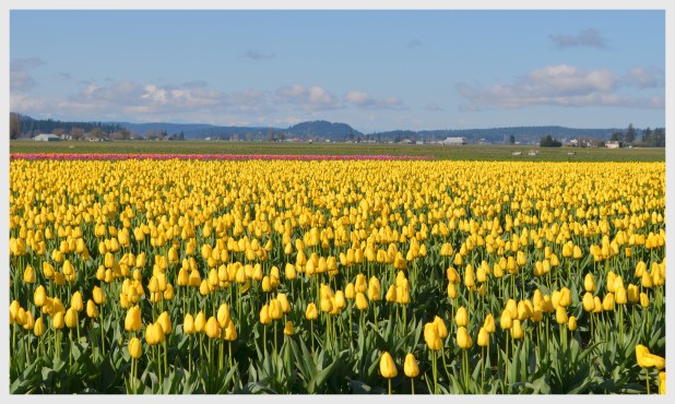2013-04-16 tulips nikon