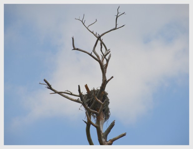 2014-05-13 Airlie Gardens