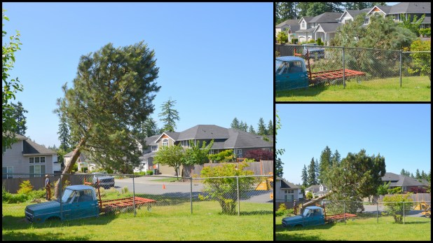 2014-06-02 pine tree1