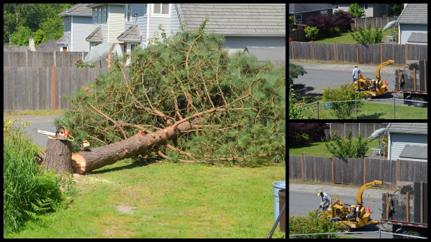 2014-06-02 pine tree3