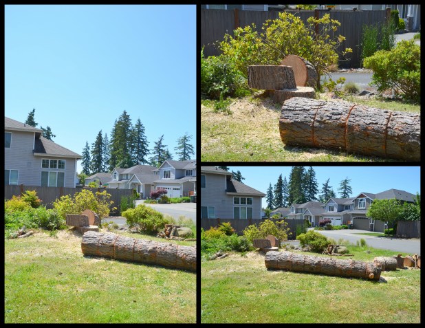 2014-06-02 pine tree4