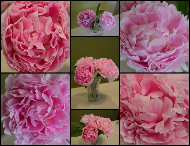 2014-06-06 Peonies