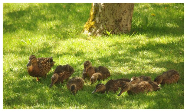 ducklings1