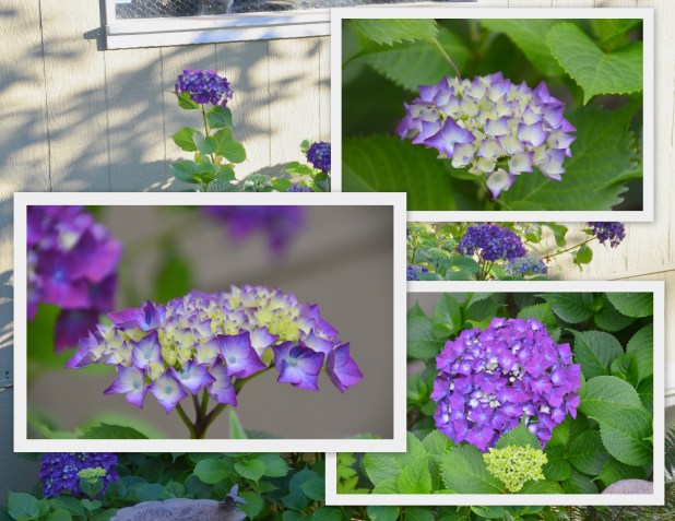 2014-07-03 July yard