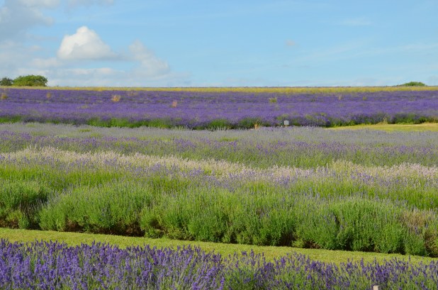 Sat. July 5-Chipping Campden 083
