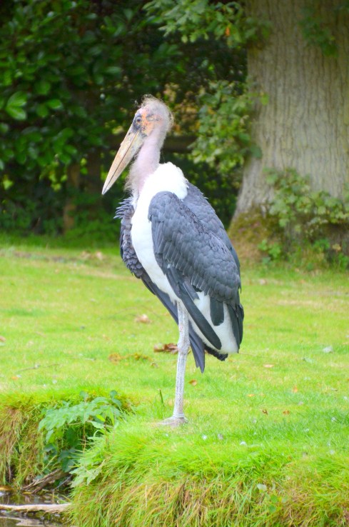 Bourton-Gloucester 027