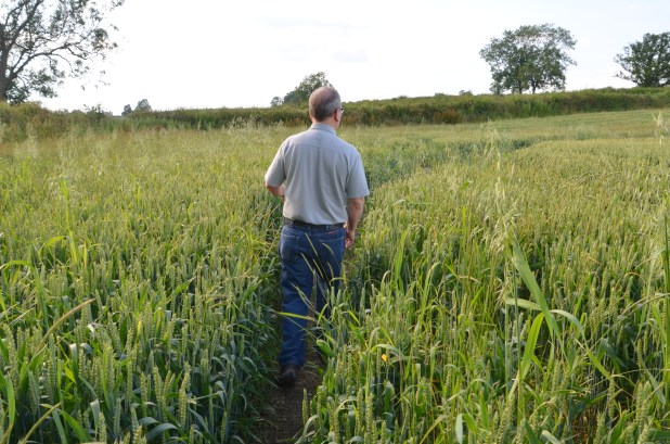 Walk About the Fox 022