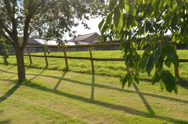 Walk About the Fox 027