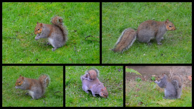 2015-02-07 birds-squirrels