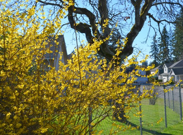 Yard and phase 3 014