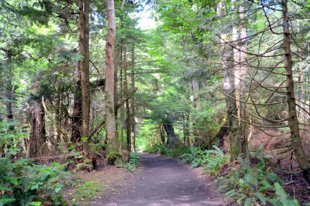 Olympic penninula 040