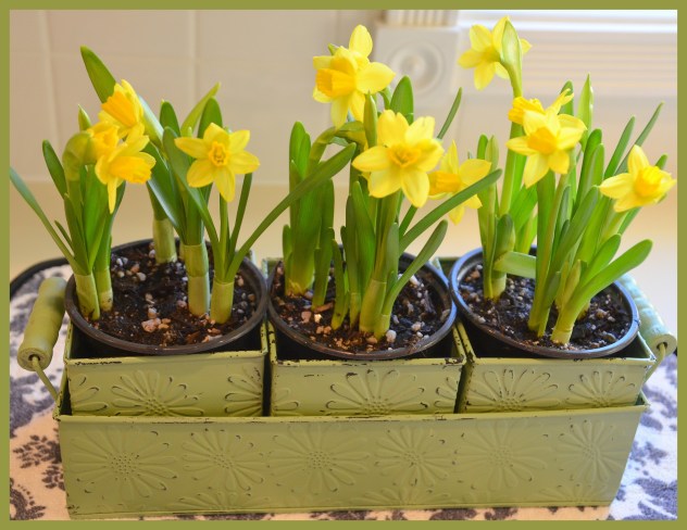 2014-03-01 daffodils2