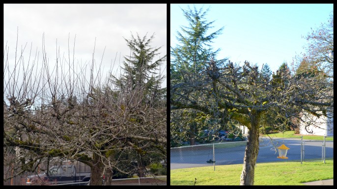 2016-02-11 February plants and food