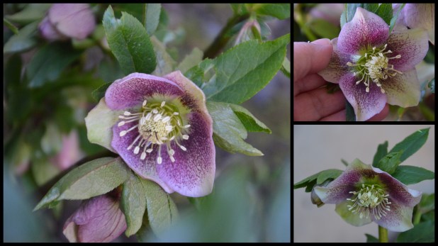 2016-02-11 February plants and food2