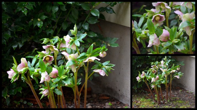 2016-02-11 February plants and food3