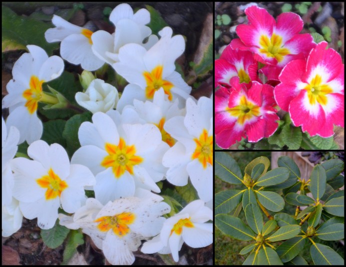 2016-02-11 February plants and food4