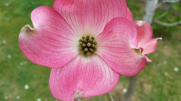 12998540_10209335427810970_7391950496530806733_n