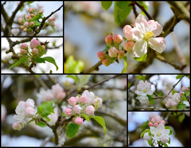 2015-04-03 siding apple blossoms1