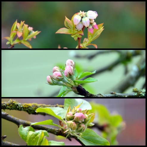 2016-03-29 Spring blossoms3