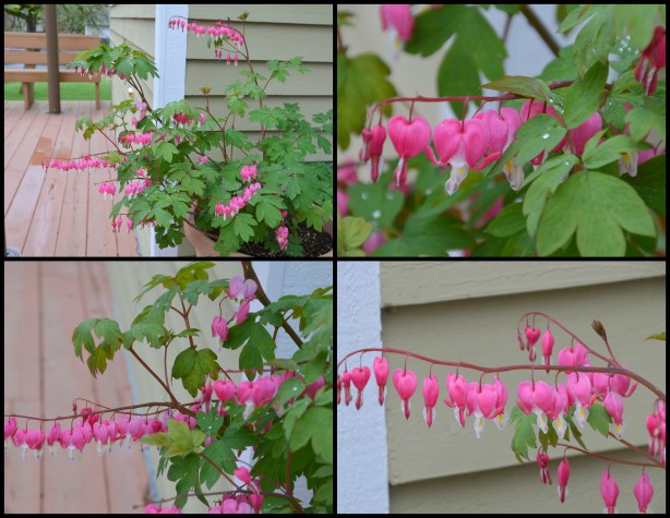 2016-03-29 Spring blossoms4