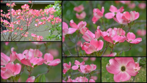 2016-04-13 pablano soup