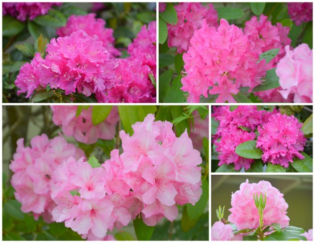 2016-05-04 rhoddies and soup