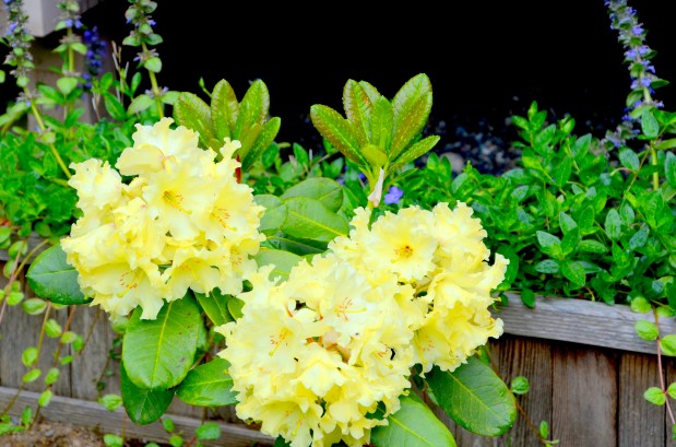 rhoddies and soup 002