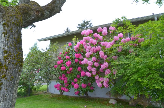 rhoddies and soup 003