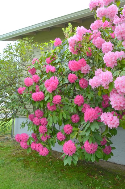 rhoddies and soup 007